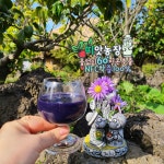 띠앗농장 물없이 60도 저온 추출 빨간 양배추즙 30포 : 띠앗농장