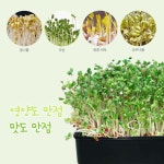 미니 베란다텃밭 수경용기 씨앗 새싹보리 상추 웰빙콩나물 새싹재배기 블랙 : 초이곳간