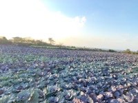 띠앗농장 물없이 60도 저온 추출 빨간 양배추즙 30포 : 띠앗농장