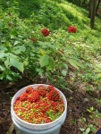 10년근[특대]사이즈 산양삼농장 평창산양삼 장뇌삼 : 평창산양삼