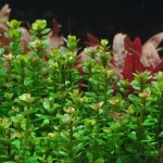 무균수초 중경 아마니아본사이 새우 구피 베타 포트 음성 초보 어항 수초 키우기 : 지성이네아쿠아