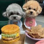 뽀뽀제과 강아지햄버거 소고기 치즈버거 180g : 도그쿡