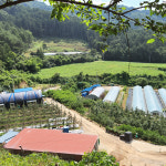 양구 시나노 골드 노란 황금 사과 5kg 강원도 맛있는 새콤 달콤 아침 사과 선물세트 : 양구 금호사과농장