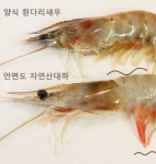 안면도백사장항 당일 자연산대하 1kg 20미내외 냉동시 200%환불.무료배송 : 이삭기프트