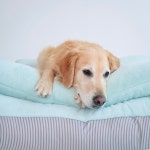 히즈독 XL 2XL 강아지 침대 베개 애견 쿠션 네모의 꿈 중형견 대형견 방석 : 히즈독