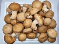 최상급 송향버섯 500g 1kg 생버섯 건조버섯 버섯가루 : 봉림농장