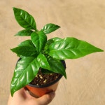 실내공기정화식물 커피나무 키우기 모종 화분 더피움 : 더피움