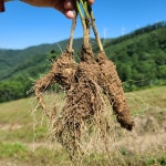 강원도더덕 홍더덕 산더덕 대물더덕 깐더덕 더덕 생더덕 명절선물 : 사돈농장