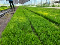 2025년 햅쌀 강원 횡성쌀 1kg 맛있는쌀 맛보기 : 삼배진성농장 유정짓다