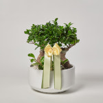 인삼팬다 쌍대 플라워미남 승진 영전 취임 축하 선물 고급 개업 이전 오픈 식당 사무실 난 인삼팬더 : 플라워미남