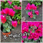 부겐베리아 0099 진핑크 0012  특 랜덤  배송 1~2일 소유 : 예그리나플라워