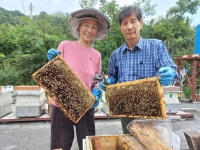 거창 자아원농장 벌꿀 아카시아꿀 야생화꿀 밤꽃꿀 2.4kg-벌꿀화분 로얄제리 : 거함산마켓
