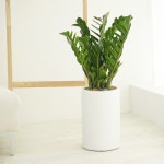 개업화분 돈나무 금전수 사무실 병원 카페 승진 취임 축하화환 동양란 서양난 꽃배달서비스 : 농원청년