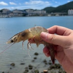 신안 활 급냉 흰다리새우800g / 1kg 급냉 왕새우 깐새우 생새우 새우살 : 두결수산