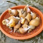 동해안 포항 제철 활 백고동 백골뱅이 통골뱅이탕 1KG  자연산 생물 : 해적장터