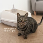 대형 고양이화장실 고양이 배변통 냥이 모래 변기 : 그루네 상점