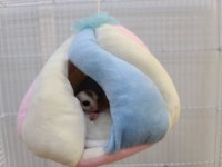 마시멜로우 포치 : 펫엔글라이더