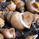 동해안 포항 제철 활 백고동 백골뱅이 통골뱅이탕 1KG  자연산 생물 : 해적장터