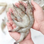 신안 활 급냉 흰다리새우800g / 1kg 급냉 왕새우 깐새우 생새우 새우살 : 두결수산