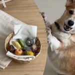 [그냥,점례] 강아지 고양이 추석 송편 : 그냥.점례