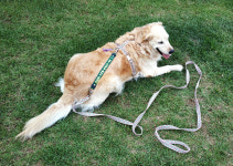 퍼피니스 반려견 주문 제작 시그널 리드줄 : 퍼피니스