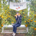 제주 최남단 감귤체험 농장 / 제주도 여행 이색체험 블루베리 귤따기 모노레일 가뫼물농촌 : WEPICK