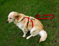 퍼피니스 반려견용 H형 비비드 모노 칼라 하네스 가슴줄 / 빨강 : 퍼피니스