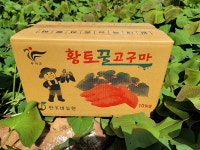 황토 꿀 고구마 베니하루카 비세척 10kg : 한가네농원