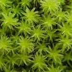 이끼 테라리움 키트_생태전환 프로젝트 : 어쩐지.정말.굉장한