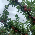 [예약구매]안동 임동 달고나자두 추희자두 5kg 산지직송 바드레농장 : 바드레농장