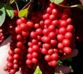 문경 세척 생오미자 5kg, 당절임 : 문경팜플러스