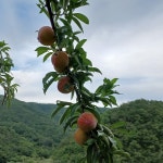[예약구매]안동 임동 달고나자두 추희자두 5kg 산지직송 바드레농장 : 바드레농장