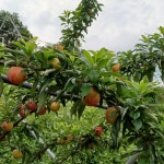 [예약구매]안동 임동 달고나자두 추희자두 5kg 산지직송 바드레농장 : 바드레농장