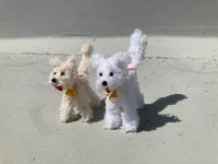 복슬강강쥬 : 두심이네 인형가게