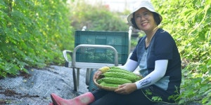 2022 순창 국산 생여주 3kg 출하중 : 순창 단비네농장