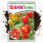 대추 토마토 씨앗 20립 종자 : 씨앗팜