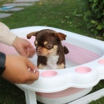 강아지목욕탕 아기고양이목욕 강아지욕조 애견목욕탕 무인 : 영브로