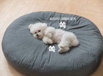 강아지 방석 애견 쿠션 고양이 진드기 알러지 케어 매트 : 바른문화연구소