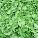 오레가노홀 로즈마리홀 바질럽드  국내산100%  천연향신료 천연조미료 : 허브영감농장