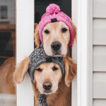 강아지모자 강아지털모자 대형견 애견 뜨개 니트 비니 : 펫앤아이