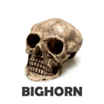 JIF 스컬 은신처 / 해골 은신처 : 파충류샵 빅혼