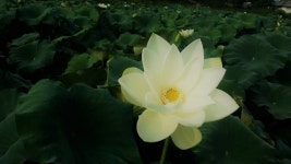 연꽃 : 백련농장