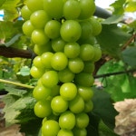 시우네 천안 포도 샤인머스켓 2kg, 4kg : 시우리스토어