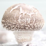 문경 송화 송화고 고기 버섯 1kg : 실버공간