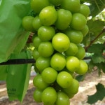 시우네 천안 포도 샤인머스켓 2kg, 4kg : 시우리스토어