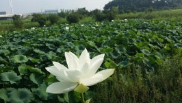 백련농장 연꽃 1송이 생연꽃 백련 꽃봉오리 연꽃차용 산지직송 : 백련농장