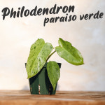 필로덴드론 파라이소 베르디 / Philodendron paraiso verde 희귀식물 : Poetry garden