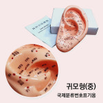 인체 귀 모형(14cm, 국제분류번호) 침자리 혈자리 이혈 이침요법 활석 기석 기통석 지압 : 위즈덤스토리지