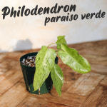 필로덴드론 파라이소 베르디 / Philodendron paraiso verde 희귀식물 : Poetry garden