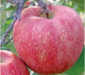 미야미부사 사과나무 M9,M26분묘  이중대목 - 가정과 과수원을 위한 최고 품질 유실수 : 그린농원스마트팜